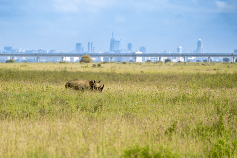 iGaming AFRIKA Summit Safari photo 4